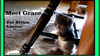 meet gracie our brand new kitten this is especially for animal and gadget lovers