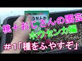 【園芸】ホウセンカ育ておじさん日記　第①話「種を増やすぞ」