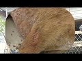 Help dog remove maggot from dog skin 64