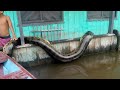 12 COBRAS GIGANTES CAPTURADAS NO BRASIL (parte 2)