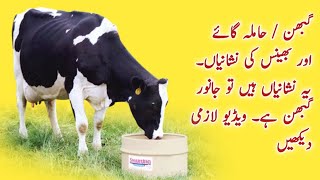 Is Your Cow / Buffaloe Pregnant? Signs and Symptoms of Pregnant Dairy Cow / Buffalo ll Dairy Farming