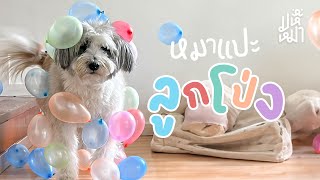 (Eng Sub) When we try static balloons on our dogs - Ma Hue Mha EP174