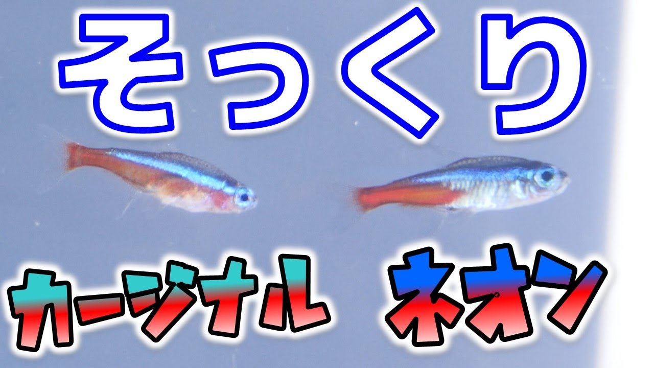 導入 カージナルテトラがやってきた ネオンテトラとそっくりな見た目じゃな ふぶきテトラ Youtube