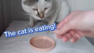 ASMR The cat is eating