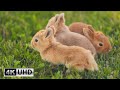 Cute bunny with relaxing piano music  soothing music for stress relief 4ks