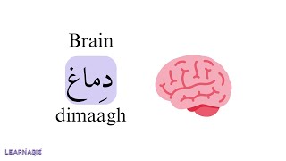 Learn the names of body parts in Arabic | In one lesson