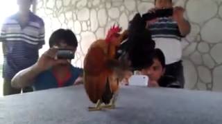Body Building Chicken