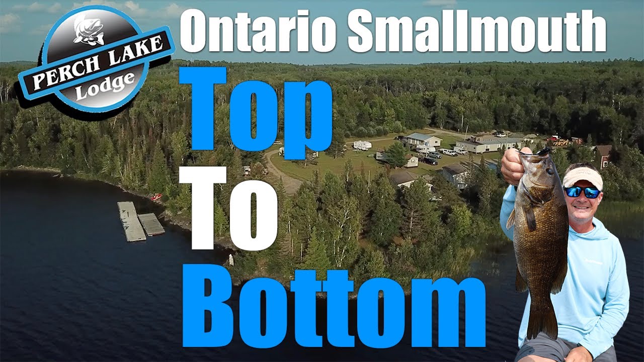 Малоротый Онтарио сверху вниз