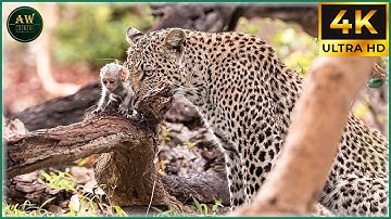 Craziest Leopard Attacks Ever Caught On Camera | Animal Fights #32