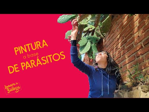 Valiosa sangre de insecto| La gran cochinilla y el rojo carmín