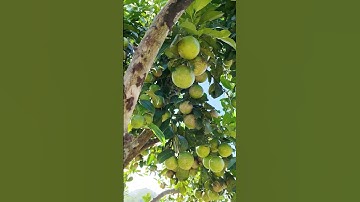 SAU HƠN 1 NĂM GHÉP CHANH CHÙM TỨ QUÝ TRÊN BƯỞI DIỄN || TICOFARM #shorts