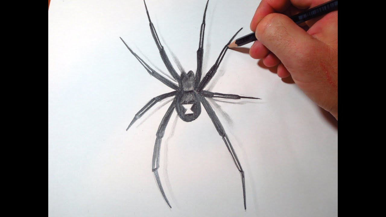 How To Draw Black Widow Spider - YouTube