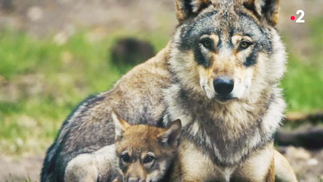 Le loup est un père exemplaire - ZAPPING SAUVAGE