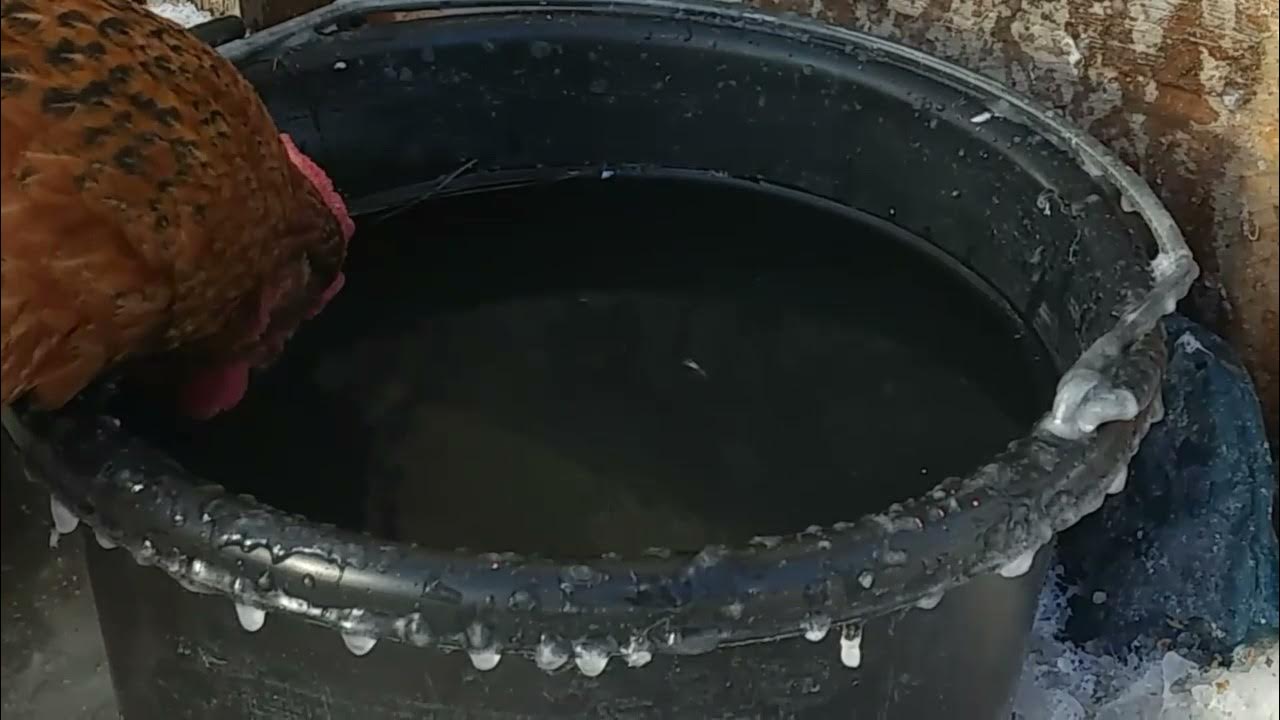 Keep Chickens Water From Freezing. The Easy Way. **Update** YouTube