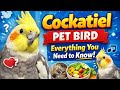 “Cockatiel Pet Bird – Everything You Need to Know!