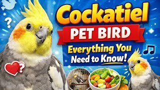 “Cockatiel Pet Bird – Everything You Need to Know!