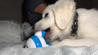 English cream puppy discovers electric massage tool for the first time [reaction video]