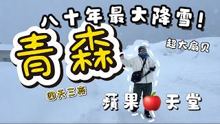 일본 심층 여행 3번째 여정 – 아오모리｜80년 만의 기록적 폭설 속으로｜초대형 구운 가리비 · 사과 천국 · 히로사키 눈 등불 축제｜3박 4일 상세 가이드 screenshot 3