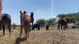 Happy Relax Horses