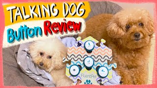 FLUENT PET BUTTONS REVIEW |Teaching My Dogs to Talk| The Poodle Mom