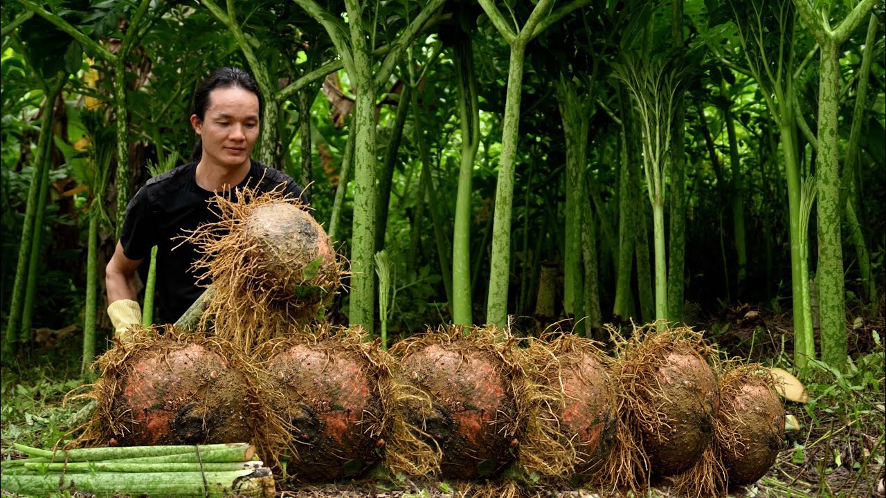 Harvesting giant wild roots in the jungle – The secret to traditional dishes.