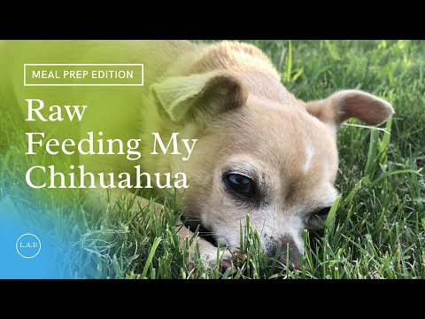 Raw Feeding My Chihuahua
