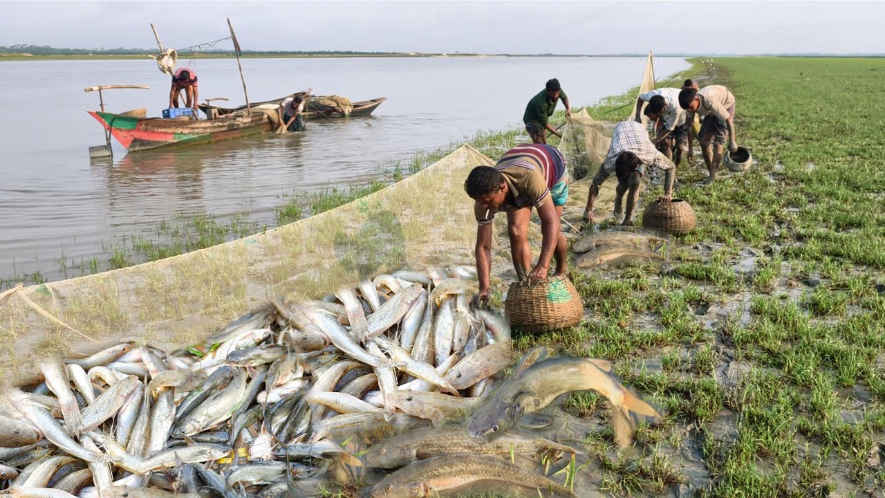 এ বছরে আজ প্রথম গড়া জালে বাইলা ও টেংরা মাছ দেখে অবাক সাথে অনন্য মাছ ভরপুর।। Bangladesh Fishing Video