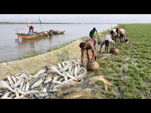 এ বছরে আজ প্রথম গড়া জালে বাইলা ও টেংরা মাছ দেখে অবাক সাথে অনন্য মাছ ভরপুর।। Bangladesh Fishing Video