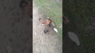 Download Lagu Misbahul islam MP3