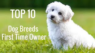 True Facts: Top 10 Best Dog Breeds for First Time Owner   Amazing Facts by Cute Animals 105 views 3 years ago 4 minutes, 26 seconds