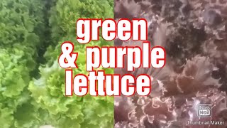 GREEN AND PURPLE LETTUCE #vegetables