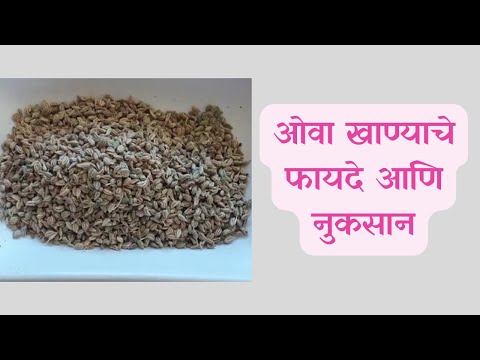 ओवा खाण्याचे फायदे, ओवा खाण्याची योग्य पद्धत, Benefits of Carom Seeds in Marathi। ओवा खाण्याचे तोटे