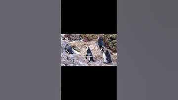 سورة طه الآية 13: بصوت الشيخ أحمد الخضر ❤️