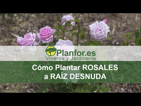 Video: Consejos para cuidar y plantar rosas a raíz desnuda