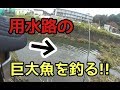 用水路のメガトン級巨大魚を狙え!!