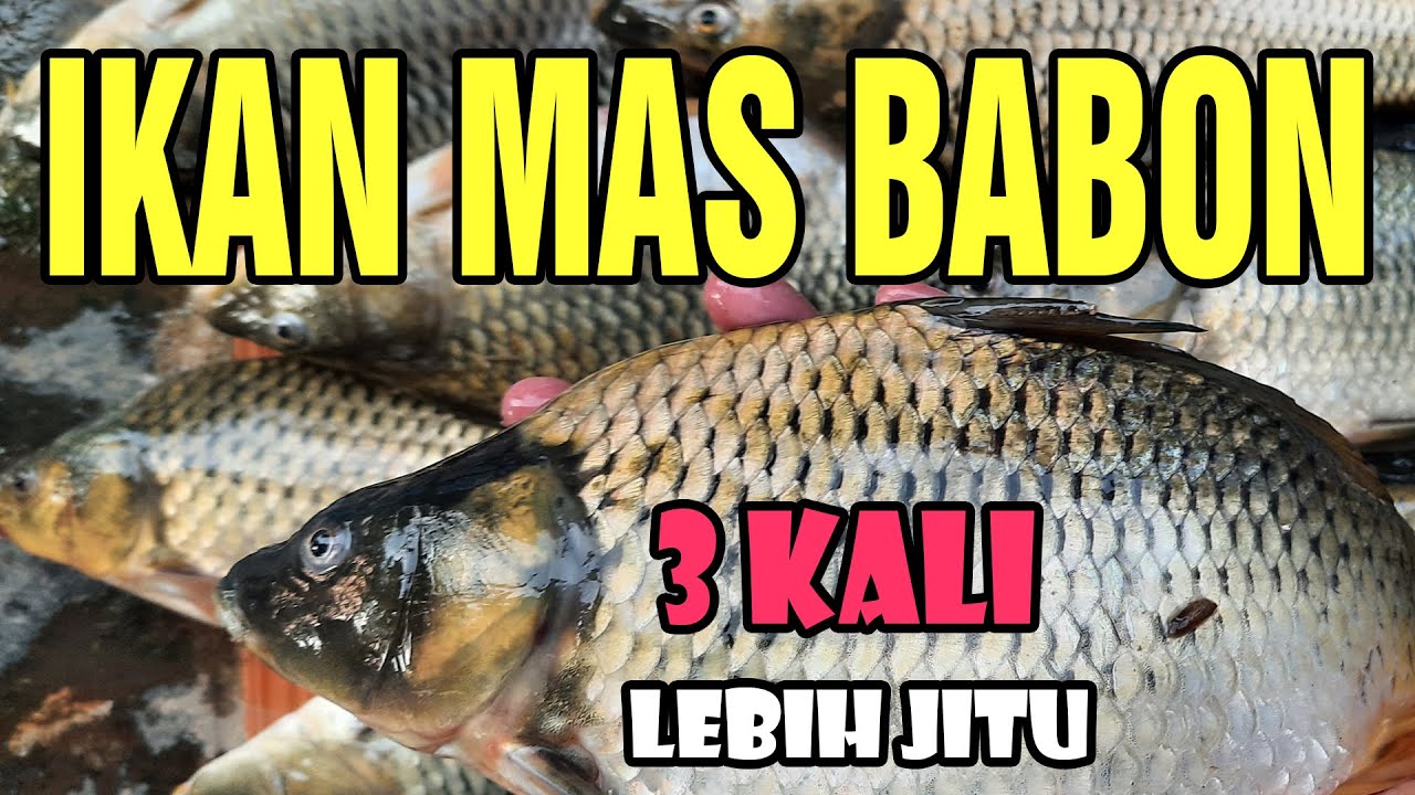 3 KALI LEBIH JITU; UMPAN IKAN MAS BABON DJEMPOL AMIS SPECIAL UNTUK
