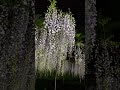 白毫寺〜藤棚ライトアップ〜