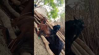 Shorts XShorts Video BoostingXYouTube Shorts Viral Kaise K... XAlgorithm Secrets Shorts #officalvid