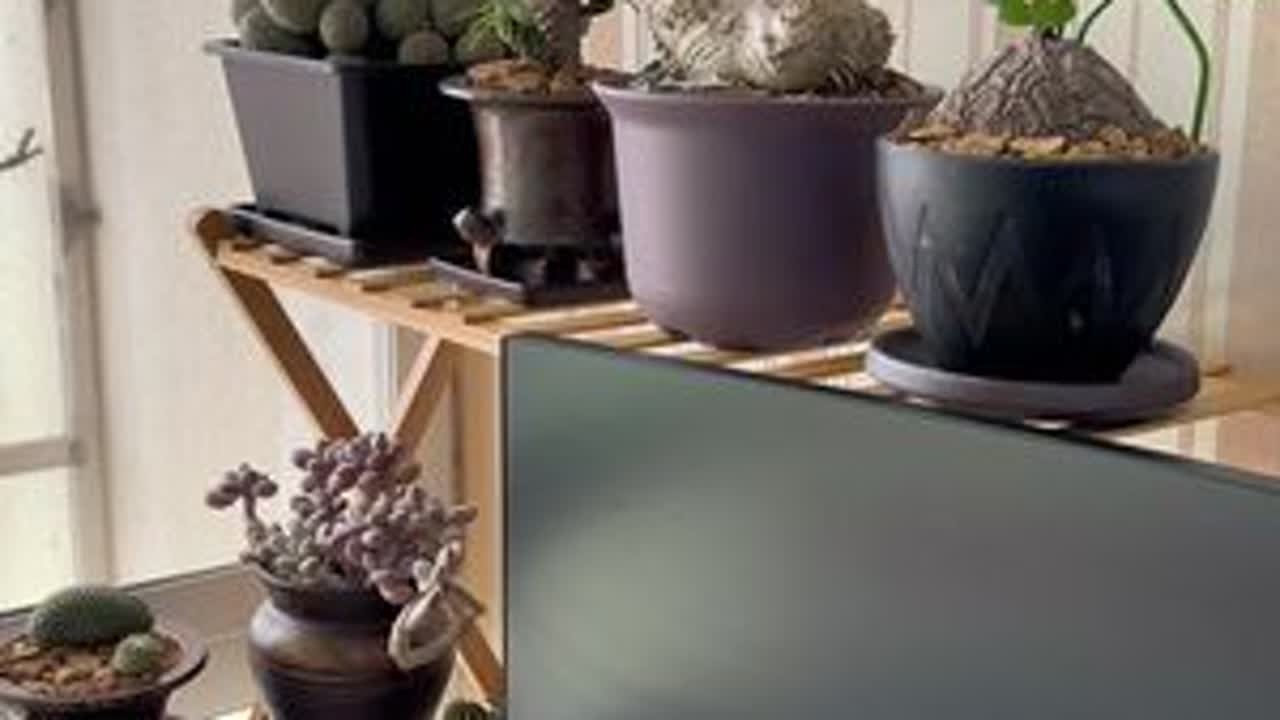 多肉家养的一些心得体会