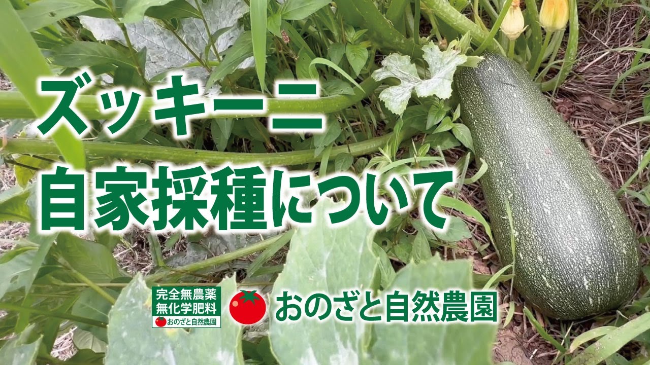 I harvested zucchini from my own seeds, but I can't harvest any