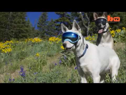masque protection chien masque protection chien