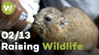Rhino, Hyrax & Porcupine | Raising Wildlife (2/13) by wocomoWILDLIFE 682 views 7 months ago 26 minutes