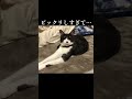 Is it dry eye?(ドライアイなのかな?)
