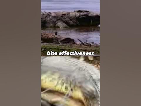 gustave vs lolong#crocodile - YouTube