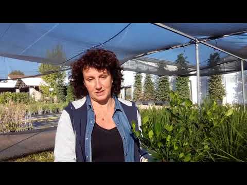 Video: Puoi coltivare ippocastani in vaso: coltivare ippocastani in fioriere
