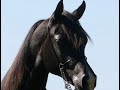 Black STRAIGHT EGYPTIAN Arabian Stallion - AZ Chromium - USA