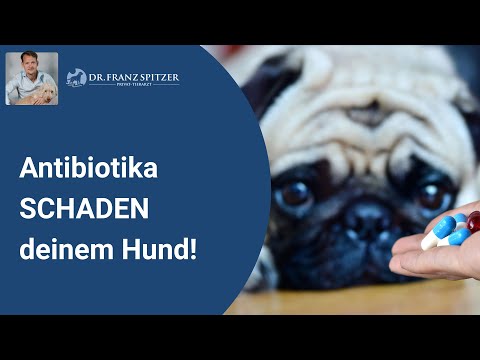 Video: Warum wirkt mein Hund so müde?