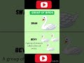 Group of swan is called? #english #howtoimprovespokenenglishintamil #spokenenglish #education