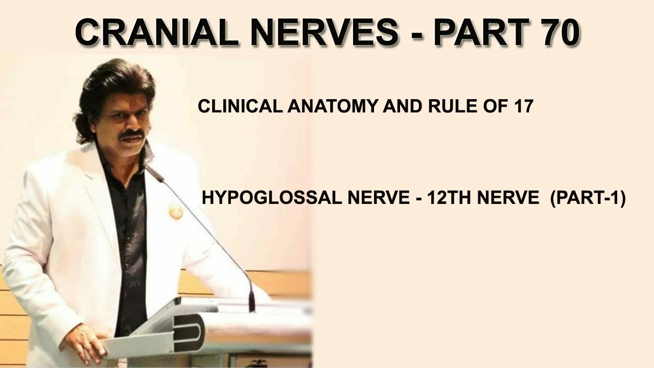 CRANIAL NERVES PART 70 CLINICAL ANATOMY AND RULE OF 17 HYPOGLOSSAL cranial-nerves-part-70-clinical-anatomy-and-rule-of-17-hypoglossal