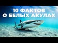 8 фактов и 2 заблуждения о белых акулах [Veritasium]